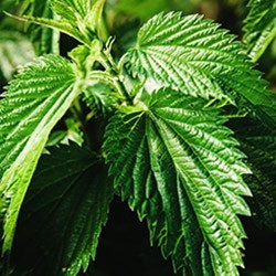 Ortie (Urtica diocia)