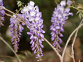 Glycine