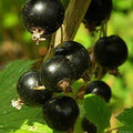 Cassis (Ribes nigrum)