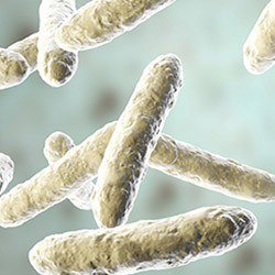 Bifidobacterium lactis (Bifidus)