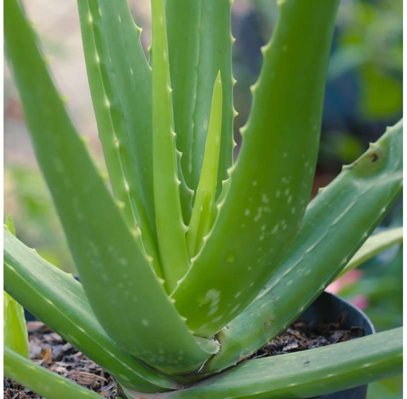 Aloe Vera Nutrimea