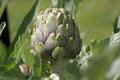 Artichaut (Cynara scolymus)