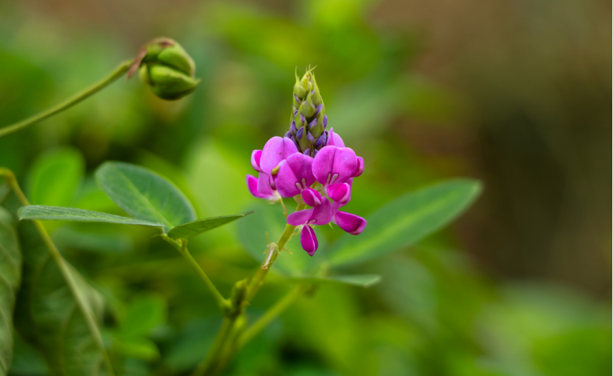 Desmodium Nutrimea
