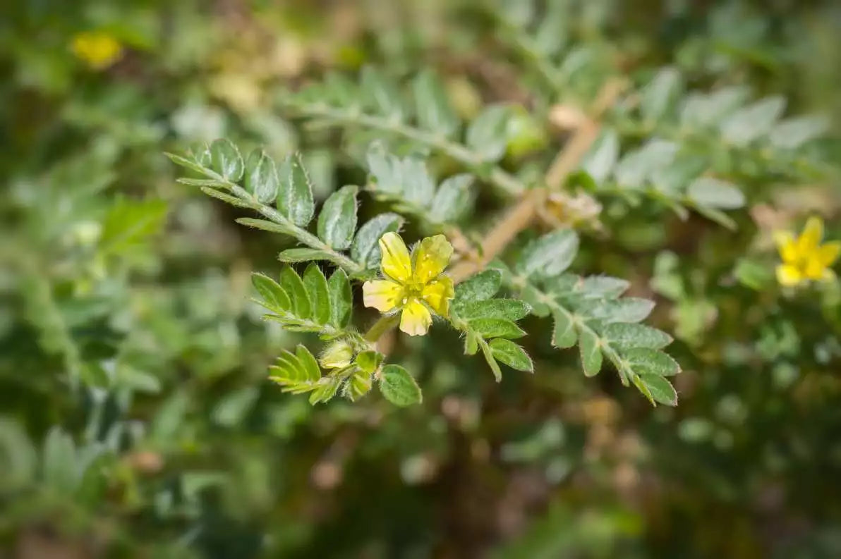 Tribulus Terrestris (Tribule terrestre) : Définition, effet, dosage, temps de cure.
