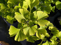 Ginkgo Biloba Nutrimea