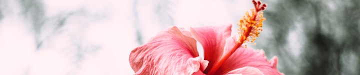 L'hibiscus a une action anti cystite