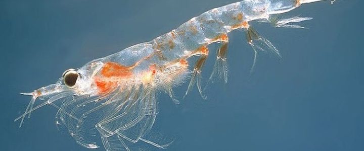 Le krill : qu’est-ce que c’est ? Qu'est-ce que le krill ?
