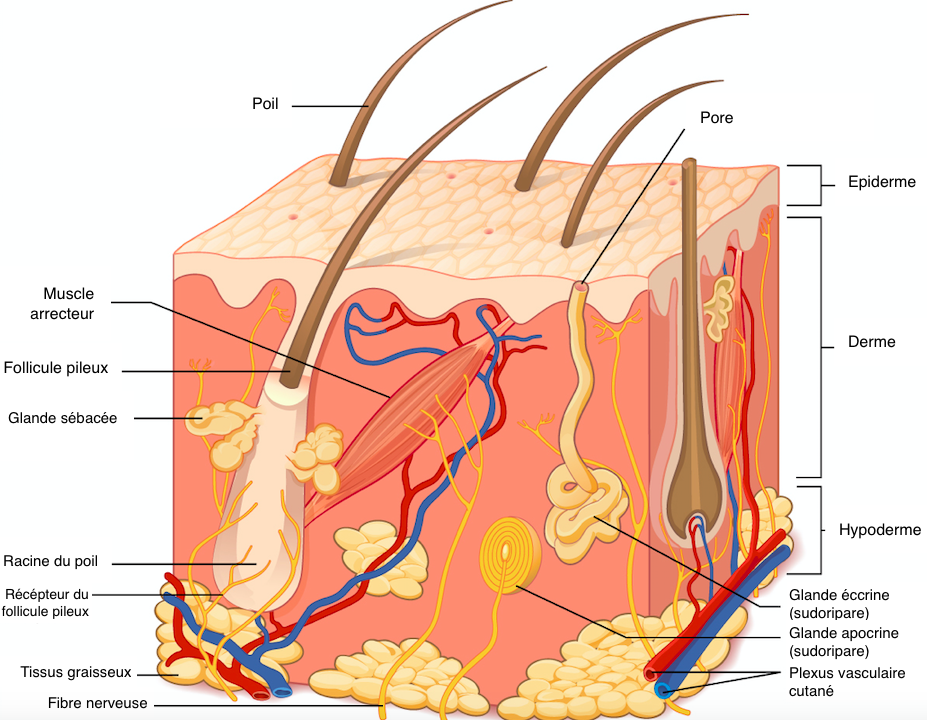 structure du cuir chevelu