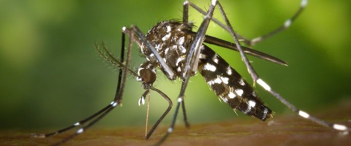 Les remèdes naturels contre les moustiques