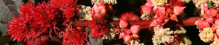 Nutri Beard : Accélérateur pousse de la barbe 90 gélules