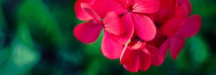 Vous pouvez remplacer le géranium rosat par d'autres huiles essentielles et arômes