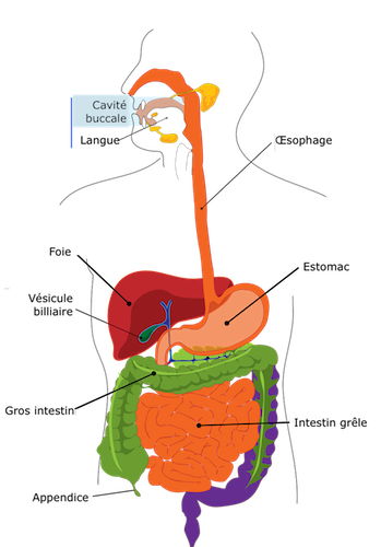 le role du microbiote intestinal