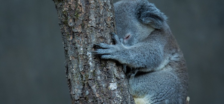 Les médicaments naturels pour dormir
