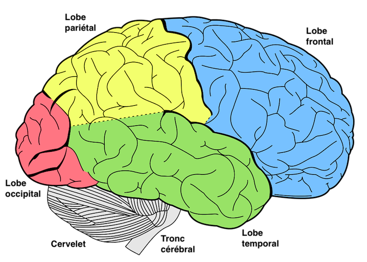 Le fonctionnement du processus de memorisation