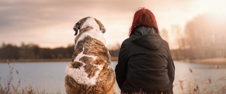 Onze huisdieren behandelen met fytotherapie