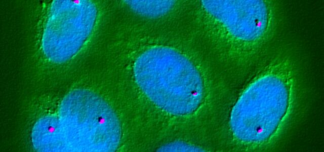 SPIRULIN: Der natürliche Booster für sportliche Aktivitäten