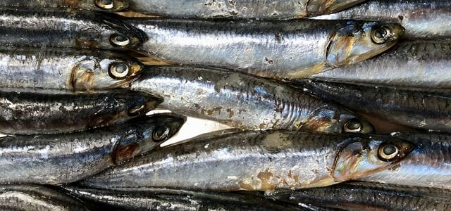 Omega-3: acidi grassi essenziali per l’organismo