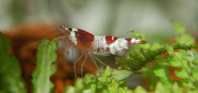 Quelle est la différence entre l’huile de krill et l’huile de poisson ?