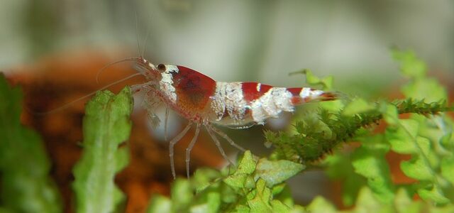 ¿Cuál es la diferencia entre el aceite de krill y el aceite de pescado? krill