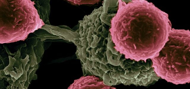 Le collagène marin peut-il traiter le cancer ? collagène marin cancer