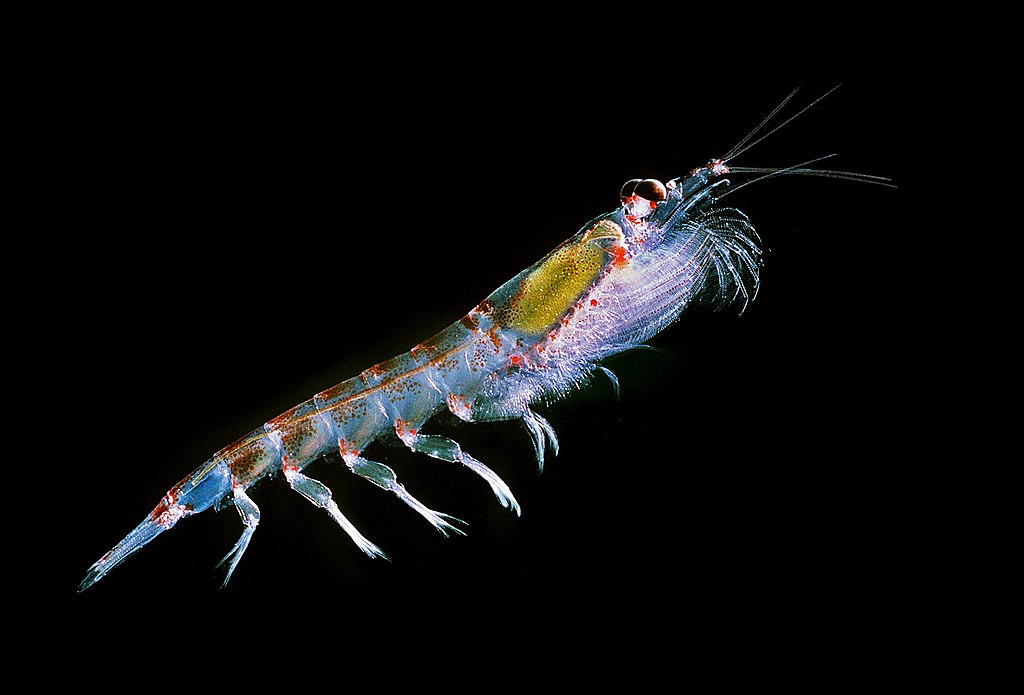 La diferencia entre el aceite de krill y el aceite de pescado