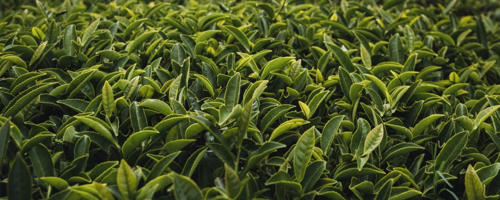 Grüner Tee blättern