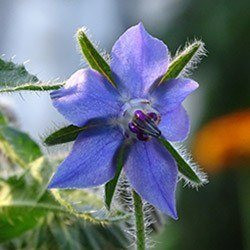 Borage olie