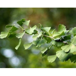 Ginkgo Biloba - Benefici