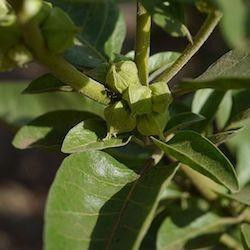 Ashwagandha: Voordelen