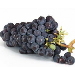 Resveratrol: beneficios