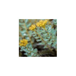 Rhodiola: Nutzen