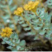 Rhodiola: Voordelen