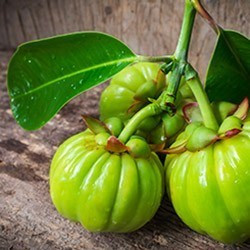 Garcinia Cambogia : Ingrediënt