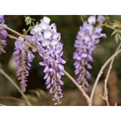 Glycine