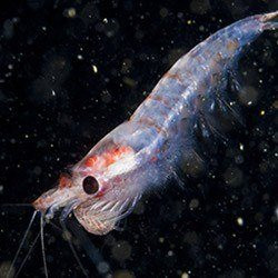 Krill (olio)