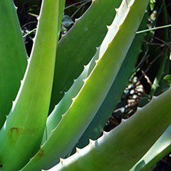 Aloe vera (Aloe barbadensis miller)
