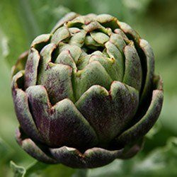 Carciofo (cynara scolymus)