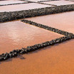 Dunaliella salina