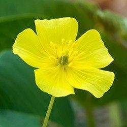 Tribulus Terrestris