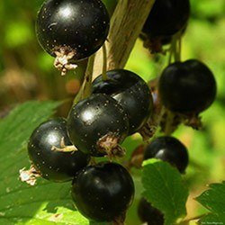 Cassis (Ribes nigrum)