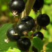 Schwarze Johannisbeere