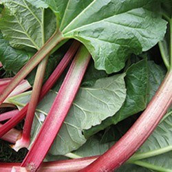 Rhubarbe (Rheum officinale)