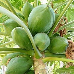 Papayer (Carica papaya)