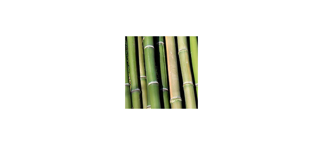 Les bienfaits pour la santé et la valeur nutritionnelle de la pousse de  bambou - Wikifarmer