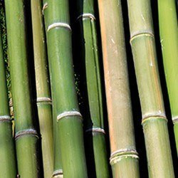 Bambú (B. arundinacea)