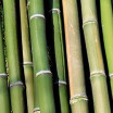 Bambou (B. arundinacea)