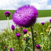 Chardon Marie (silybum marianum)