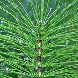 Prêle (Equisetum arvense)