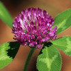 Rotklee (trifolium pratense)