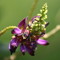 Kudzu (Pueraria lobata)